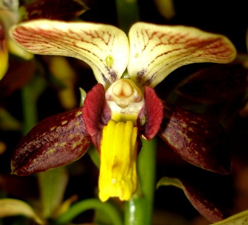 Eulophia parviflora flower