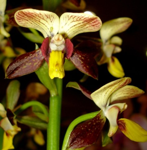 Eulophia parviflora