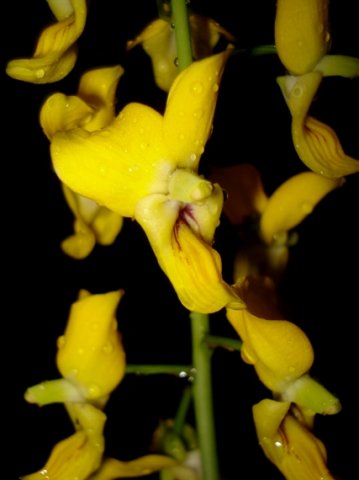 Eulophia speciosa