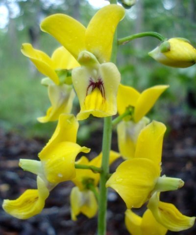 Eulophia speciosa small sepals