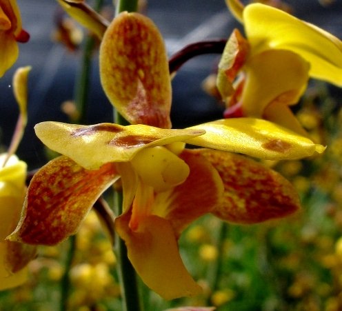 Eulophia streptopetala flower