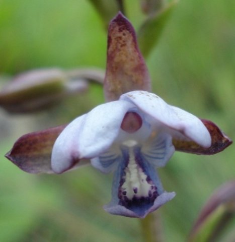 Eulophia zeyheriana flower