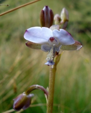Eulophia zeyheriana bluish inside petal surfaces