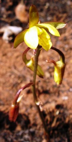 Eulophia hians var. inaequalis