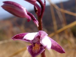 Eulophia hians var. hians flowers