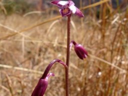 Eulophia hians var. hians