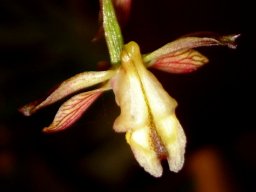 Eulophia clitellifera flower from above