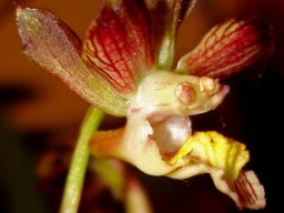 Eulophia clitellifera strange flower parts
