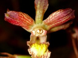Eulophia clitellifera