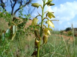 Eulophia coddii