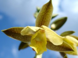 Eulophia coddii flower