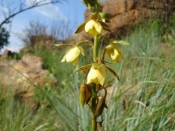 Eulophia coddii inflorescence