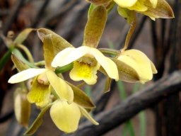 Eulophia