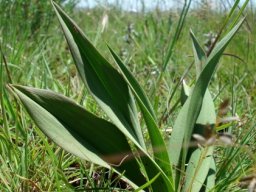 Eulophia cooperi leaves