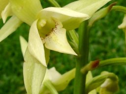 Eulophia cooperi