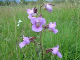 Eulophia cucullata