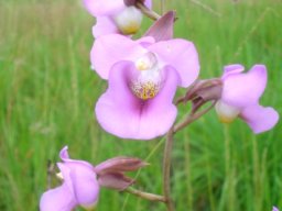Eulophia cucullata happy in grass