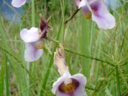 Eulophia cucullata pale inflorescence