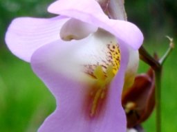 Eulophia cucullata flower