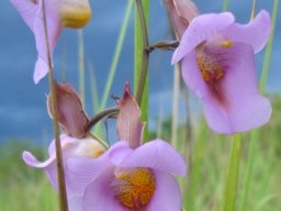 Eulophia cucullata flowers