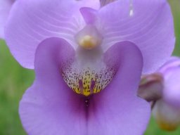Eulophia cucullata frontal view