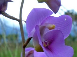 Eulophia cucullata floral features