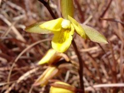 Eulophia hians var. inaequalis flower