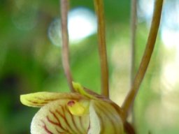 Eulophia longisepala flower