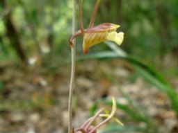 Eulophia longisepala
