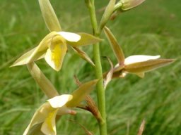 Eulophia ovalis var. bainesii inflorescence