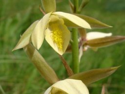 Eulophia ovalis var. bainesii flowers