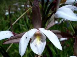 Eulophia ovalis subsp. ovalis flower