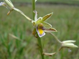 Eulophia hians var. nutans