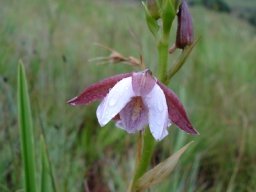 Eulophia ovalis subsp. ovalis