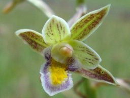 Eulophia hians var. nutans