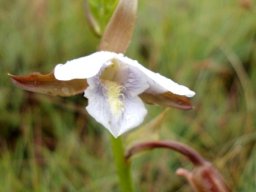 Eulophia ovalis subsp. ovalis