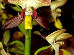 Eulophia parviflora