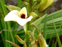 Eulophia parvilabris