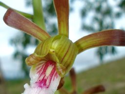 Eulophia petersii flying the colours