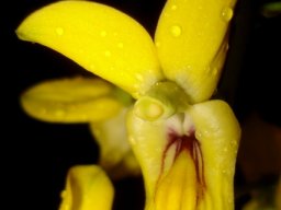 Eulophia speciosa flower