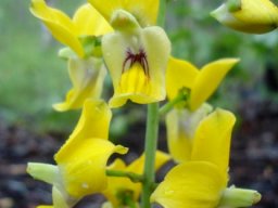 Eulophia speciosa small sepals