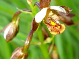 Eulophia tenella flower