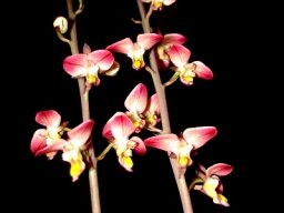 Eulophia tuberculata