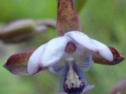 Eulophia zeyheriana flower