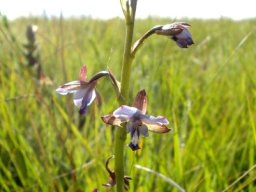 Eulophia zeyheriana