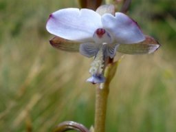 Eulophia zeyheriana bluish inside petal surfaces