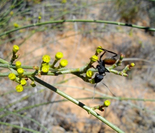 Euphorbia tenax and ant