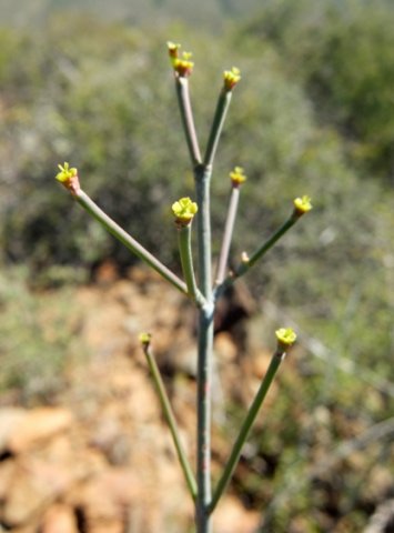 Euphorbia tenax stem-tip cyathia