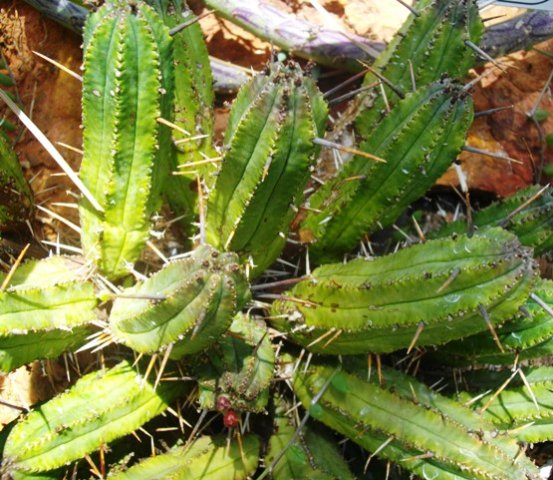 Euphorbia heptagona scattered thorns on stem ridges