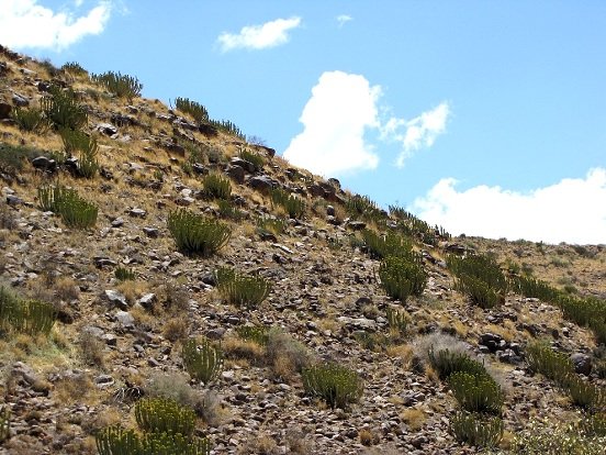 Euphorbia avasmontana on a stony slope
